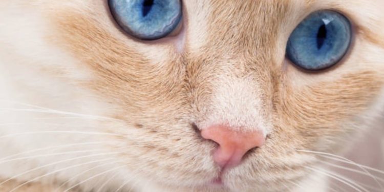 Quand Les Yeux Des Chats Changent De Couleur