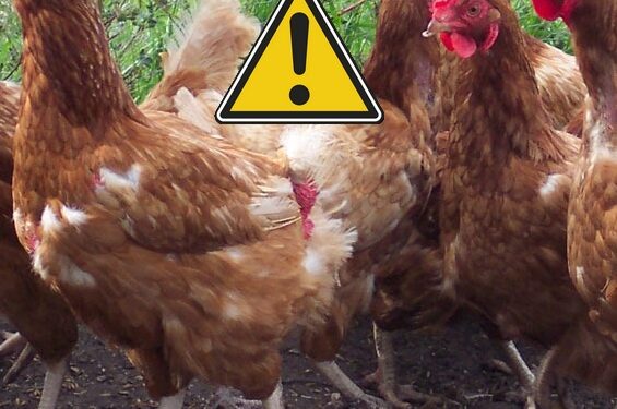 Comment Savoir Si Mes Poules Ont Des Parasites Animaux Info Votre