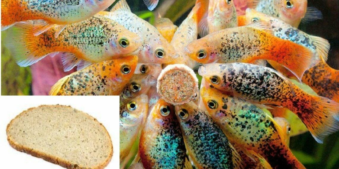 Quel poisson mange les guppys Animaux Info Votre source numéro 1