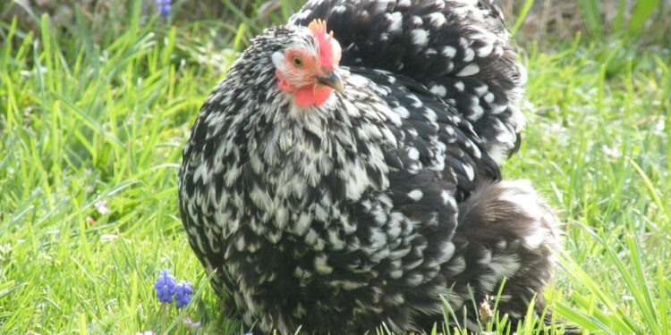 Quelle Race De Poule Pond Des Ufs Bleus Animaux Info Votre