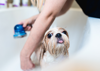 Le meilleur guide de shampooing pour chiots pour 2020 – pour une peau et des cheveux lisses et soyeux