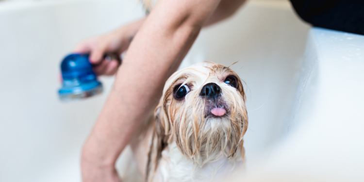 Le meilleur guide de shampooing pour chiots pour 2020 – pour une peau et des cheveux lisses et soyeux