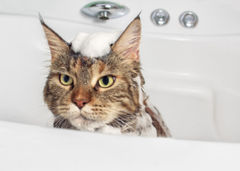 Le meilleur guide de shampooing pour chat pour 2020 – ce n’est pas seulement choyer