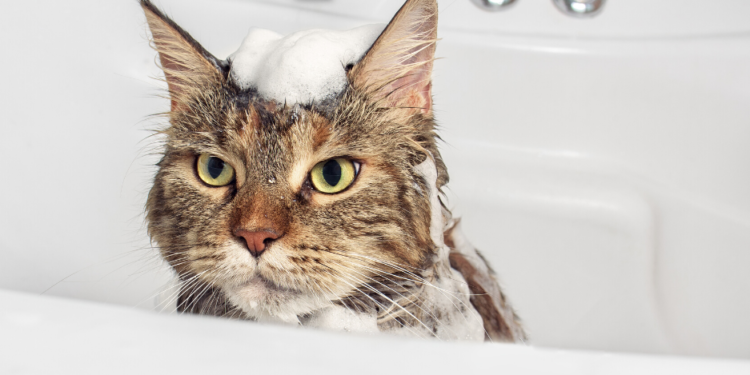 Le meilleur guide de shampooing pour chat pour 2020 – ce n’est pas seulement choyer