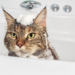 Le meilleur guide de shampooing pour chat pour 2020 – ce n’est pas seulement choyer