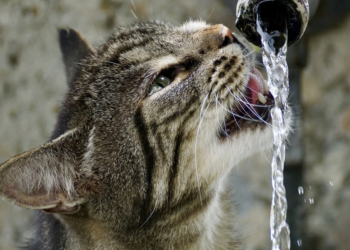 Le meilleur guide d’achat de fontaine d’eau pour chat pour 2020