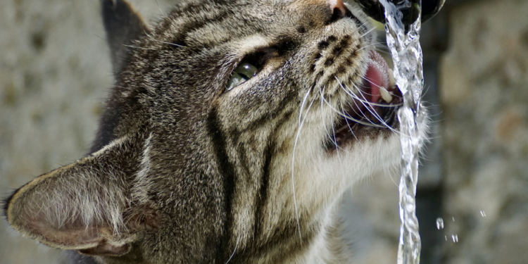Le meilleur guide d’achat de fontaine d’eau pour chat pour 2020