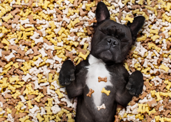 Le meilleur guide de friandises pour chiens pour 2020 – Récompenses pour votre meilleur ami