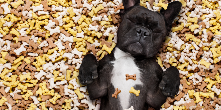 Le meilleur guide de friandises pour chiens pour 2020 – Récompenses pour votre meilleur ami