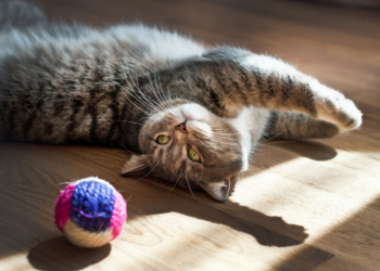 Le meilleur guide de Cat Toys 2020 – Du plaisir pour vos amis félins