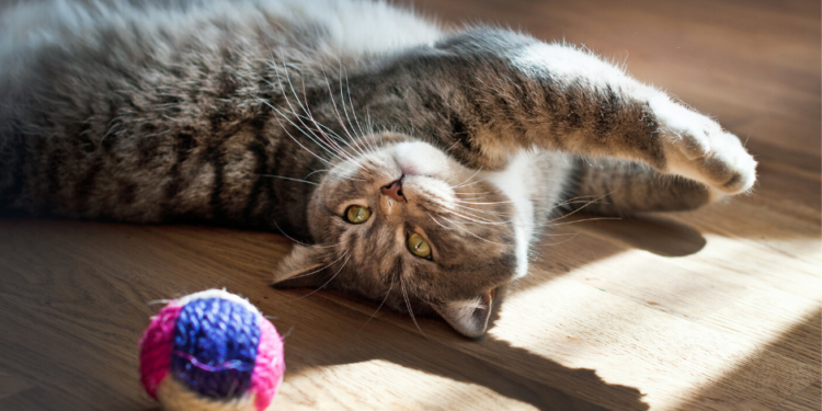 Le meilleur guide de Cat Toys 2020 – Du plaisir pour vos amis félins