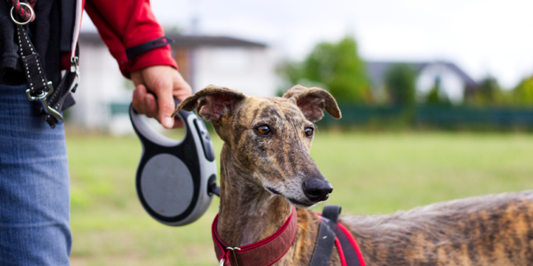 Les meilleurs colliers de choc pour chiens – Un guide principal pour 2020