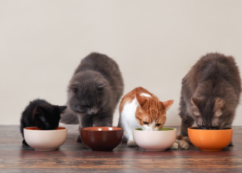 Le meilleur guide d’achat d’aliments pour chats – 2020