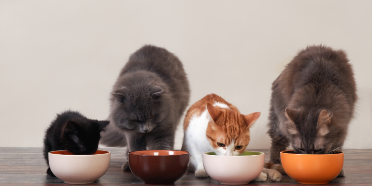 Le meilleur guide d’achat d’aliments pour chats – 2020