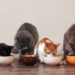 Le meilleur guide d’achat d’aliments pour chats – 2020