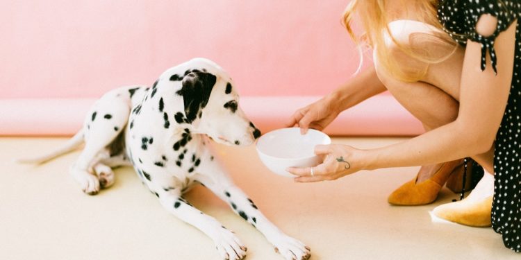 Le meilleur guide des aliments secs pour chiens – 2020