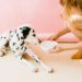 Le meilleur guide des aliments secs pour chiens – 2020