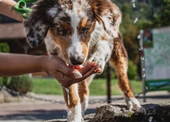 Le meilleur guide des aliments pour chiens seniors – 2020