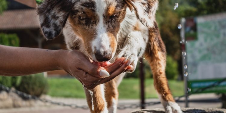 Le meilleur guide des aliments pour chiens seniors – 2020