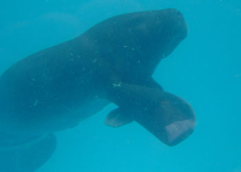 Lamantin d’Amazonie – Faits, informations et habitat