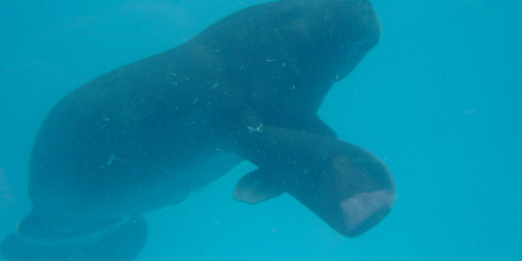 Lamantin d’Amazonie – Faits, informations et habitat