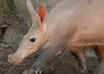 Aardvark – Faits, informations et photos