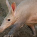 Aardvark – Faits, informations et photos