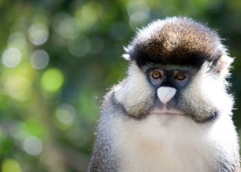 Allen’s Swamp Monkeys – Faits, informations et habitat