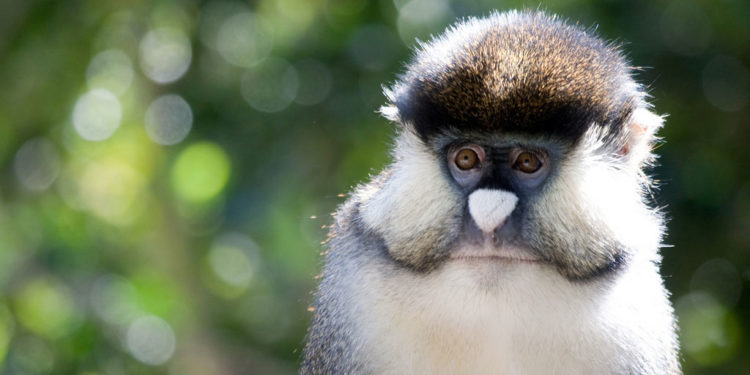 Allen’s Swamp Monkeys – Faits, informations et habitat