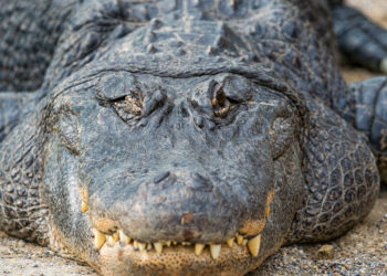 Alligator (américain) – Faits, régime alimentaire et renseignements sur l’habitat