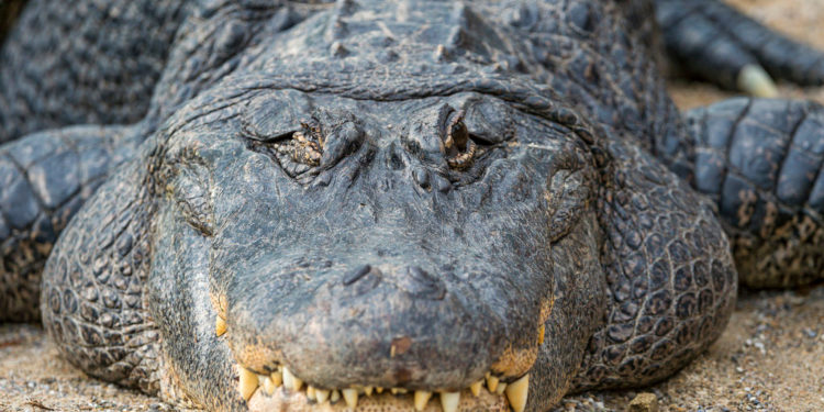 Alligator (américain) – Faits, régime alimentaire et renseignements sur l’habitat