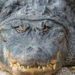 Alligator (américain) – Faits, régime alimentaire et renseignements sur l’habitat