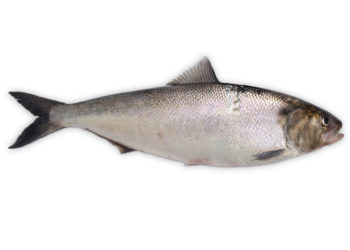 Allis Shad Fish – Faits, informations et photos