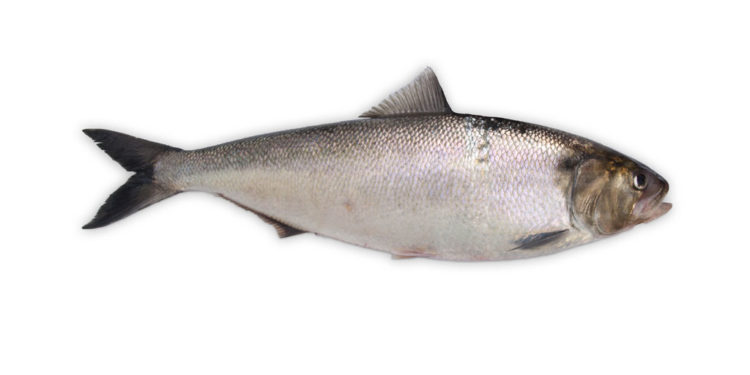 Allis Shad Fish – Faits, informations et photos