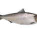 Allis Shad Fish – Faits, informations et photos