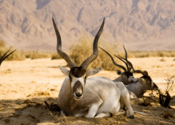 Antilope à corne à vis Faits, informations et photos