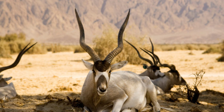 Antilope à corne à vis Faits, informations et photos