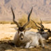Antilope à corne à vis Faits, informations et photos