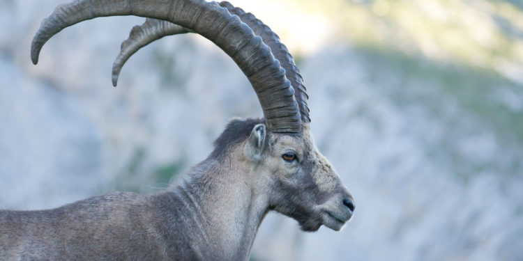 Bouquetin des Alpes (Capra) – Faits saillants, informations et photos