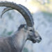 Bouquetin des Alpes (Capra) – Faits saillants, informations et photos