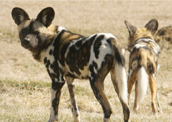 Chien sauvage d’Afrique – Faits, informations et photos