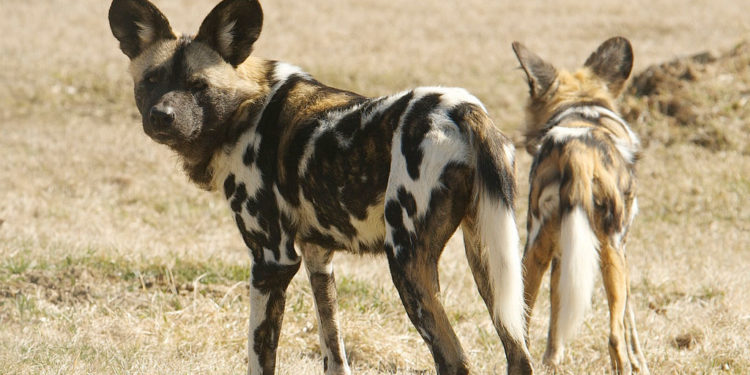 Chien sauvage d’Afrique – Faits, informations et photos