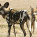 Chien sauvage d’Afrique – Faits, informations et photos