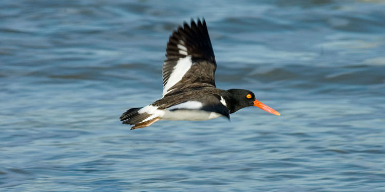Huîtrier d’Amérique – Faits, information et habitat