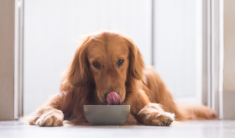 meilleure nourriture pour chiens sans céréales