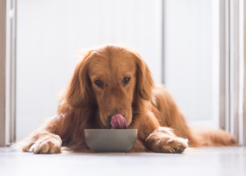 La meilleure nourriture pour chiens sans céréales – Guide 2020