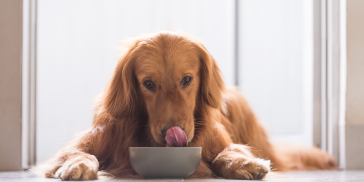 La meilleure nourriture pour chiens sans céréales – Guide 2020