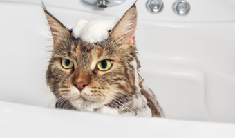 meilleur shampooing pour chat