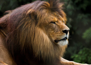 Lions d’Afrique – Informations, habitat et faits