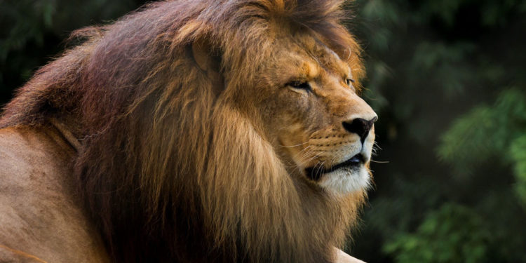 Lions d’Afrique – Informations, habitat et faits